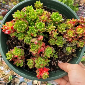 Sedeveria 'Letizia' Succulent Live Plant – Drought-Tolerant Kalanchoe Hybrid - Image 9