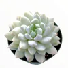 Sedeveria 'Lilac Mist' Succulent Live Plant - Potted Houseplant - Image 1