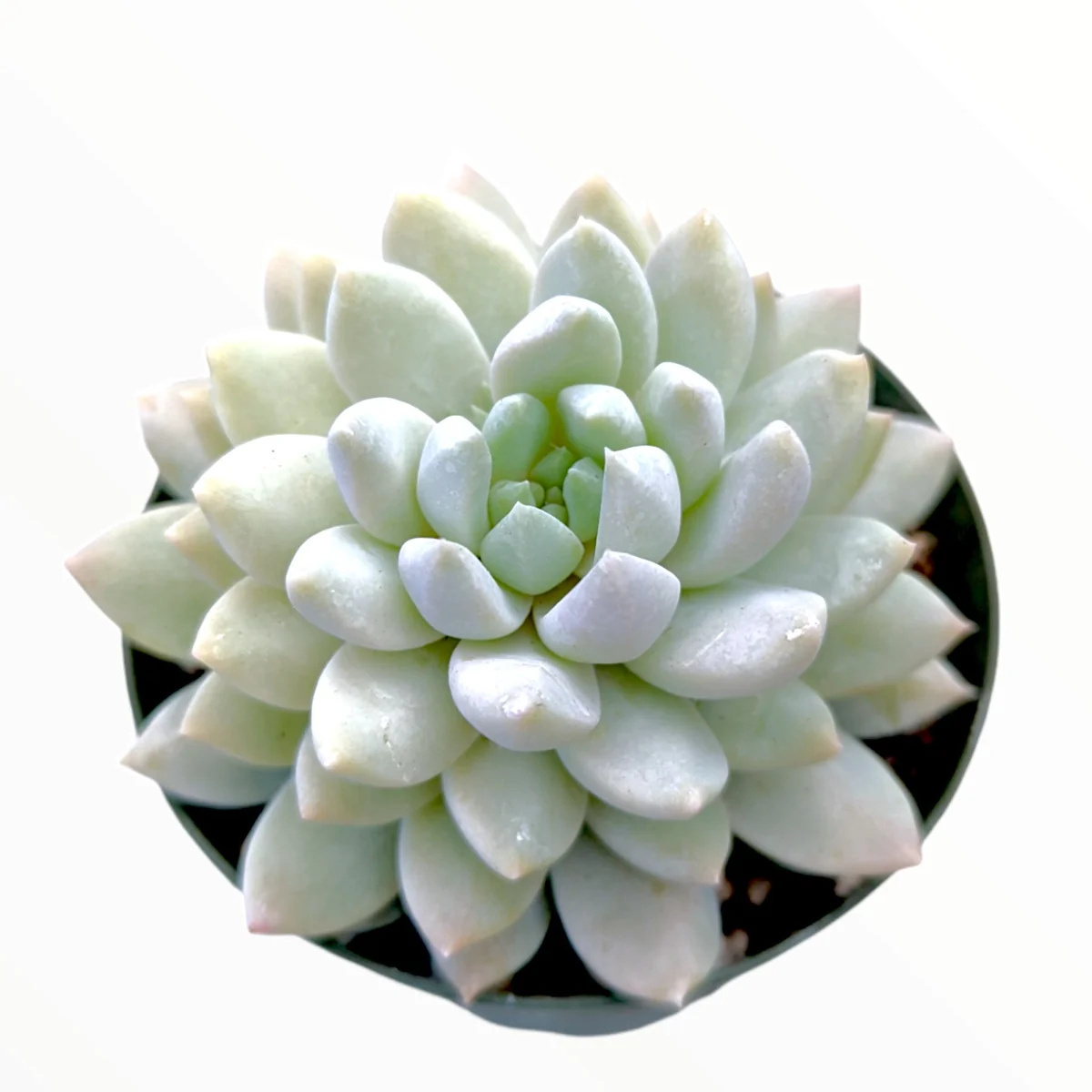 Sedeveria 'Lilac Mist' Succulent Live Plant - Potted Houseplant - Image 1