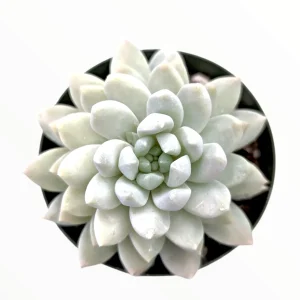 Sedeveria 'Lilac Mist' Succulent Live Plant - Potted Houseplant Indoor/Outdoor - Image 2