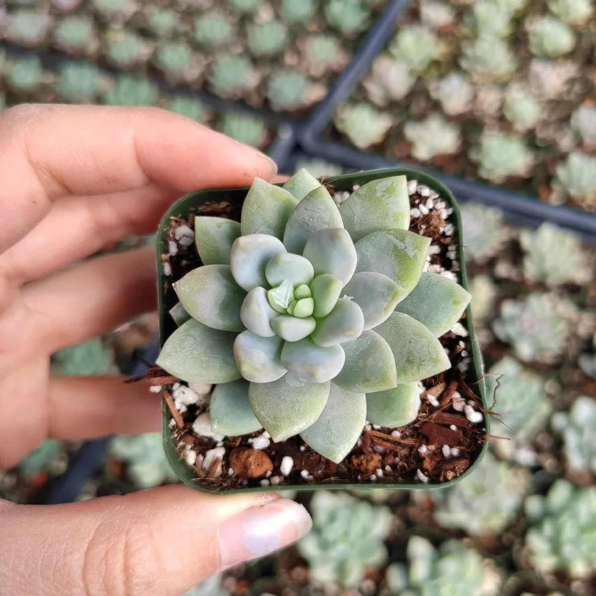 Sedeveria 'Lilac Mist' Succulent Live Plant - Potted Houseplant - Image 3