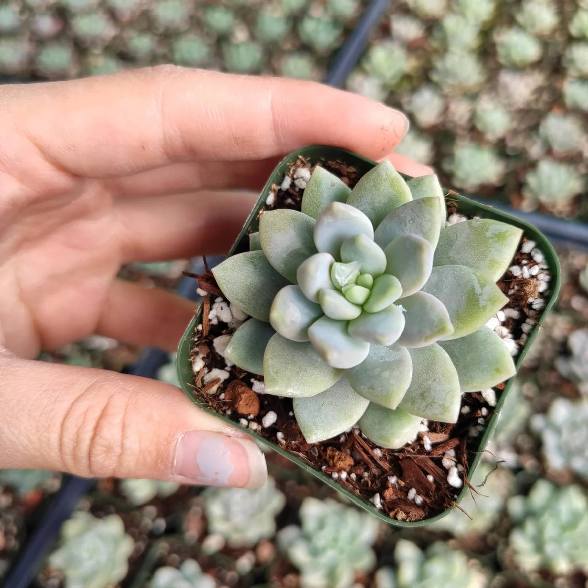 Sedeveria 'Lilac Mist' Succulent Live Plant - Potted Houseplant - Image 4