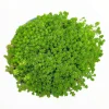 Sedum acre Succulent Plant – Live Stonecrop Groundcover – Drought Tolerant - Image 1