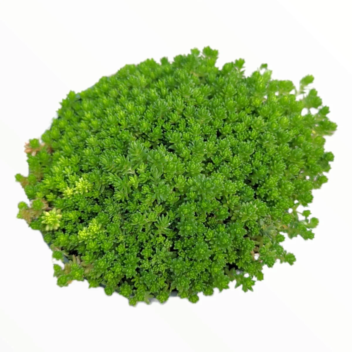 Sedum acre Succulent Plant – Live Stonecrop Groundcover – Drought Tolerant - Image 2