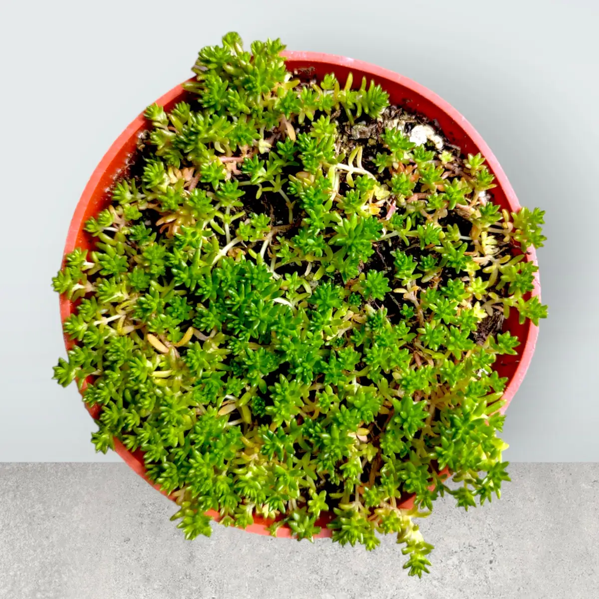 Sedum acre Succulent Plant – Live Stonecrop Groundcover – Drought Tolerant - Image 3