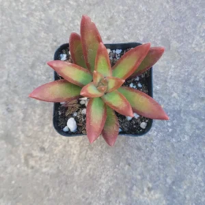 Sedum adolphii 'Firestorm' Succulent Live Plant - Red & Green Foliage - Image 2