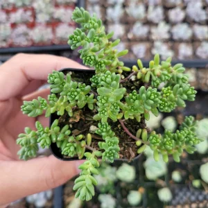 Sedum album 'Athoum' Stonecrop Live Succulent Plant - Drought Tolerant - Image 2