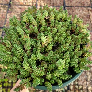 Sedum album 'Athoum' Stonecrop Live Succulent Plant - Drought Tolerant - Image 6