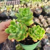 Sedum 'Alice Evans' Live Succulent Plant – Green Rosettes – 2-4 Inch Diameter - Image 1