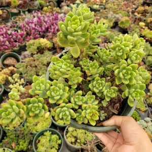 Sedum 'Alice Evans' Live Succulent Plant – Green Rosettes – 2-4 Inch Diameter - Image 6