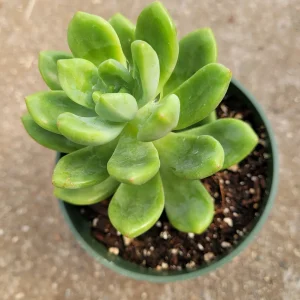Sedum 'Alice Evans' Live Succulent Plant – Green Rosettes – 2-4 Inch Diameter - Image 8