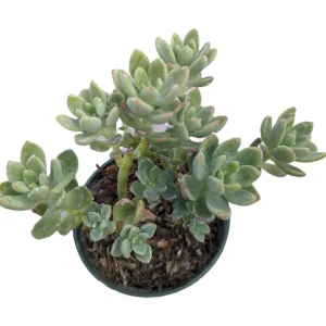 Sedum 'Alice Evans' Live Succulent Plant – Green Rosettes – 2-4 Inch Diameter - Image 9