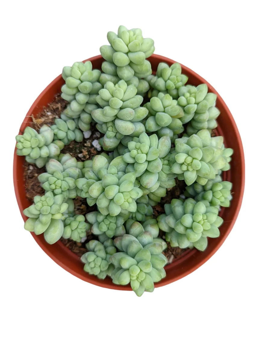 Sedum Burrito Donkey Tail Succulent Live Plant - Hanging Basket - Image 10
