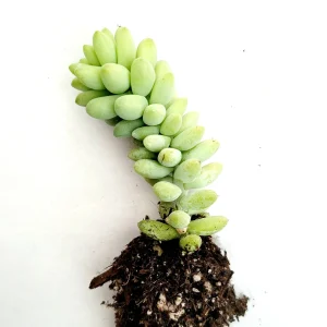 Sedum Burrito Donkey Tail Succulent Live Plant - Hanging Basket - Image 4