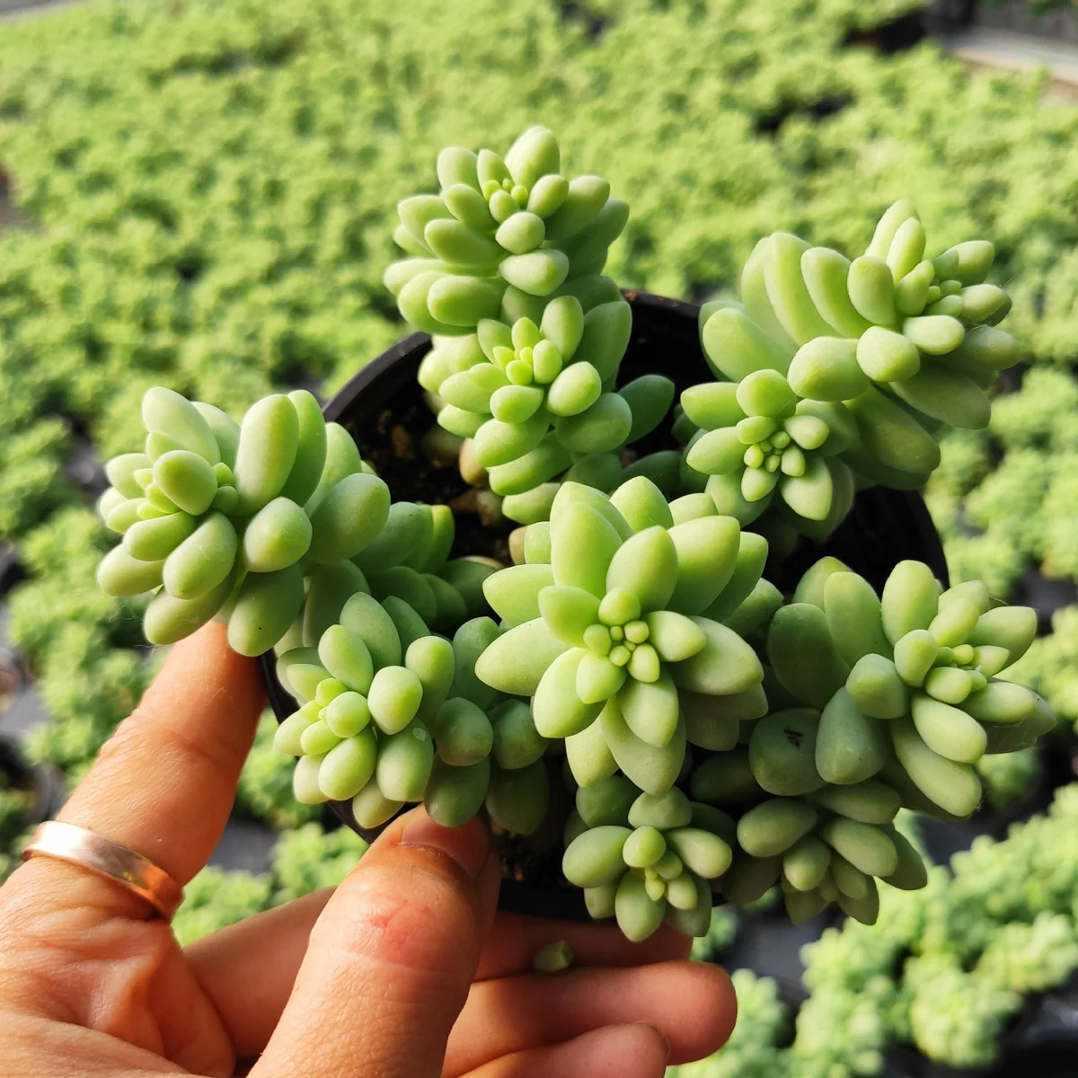 Sedum Burrito Donkey Tail Succulent Live Plant - Hanging Basket - Image 6