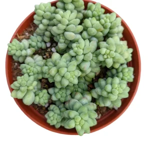 Sedum Burrito Donkey Tail Succulent Live Plant - Hanging Basket - Image 9