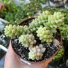 Sedum Burrito Donkey's Tail Trailing Succulent Live Plant - 2" or 4" Pot Indoor/Outdoor - Image 1