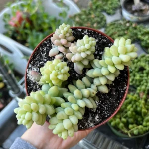 Sedum Burrito Donkey's Tail Trailing Succulent Live Plant - 2
