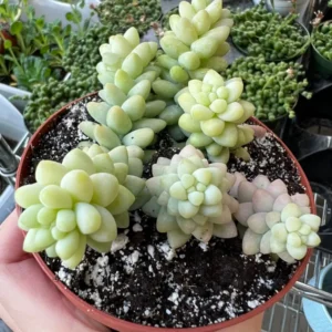 Sedum Burrito Donkey's Tail Trailing Succulent Live Plant - 2