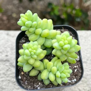 Sedum Burrito Donkey's Tail Trailing Succulent Live Plant - 2