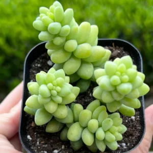 Sedum Burrito Donkey's Tail Trailing Succulent Live Plant - 2