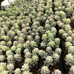 Sedum Burrito Donkey's Tail Trailing Succulent Live Plant - 2