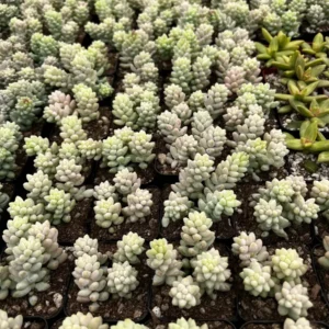 Sedum Burrito Donkey's Tail Trailing Succulent Live Plant - 2