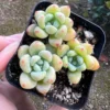 Sedum Clavatum Live Plant – Tiscalatengo Gorge Succulent – 2.5'' Pot - Image 1