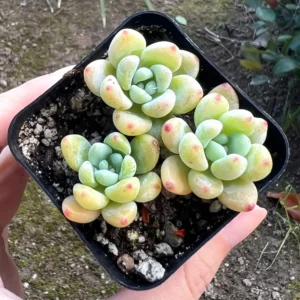 Sedum Clavatum Live Plant – Tiscalatengo Gorge Succulent – 2.5'' Pot - Image 2