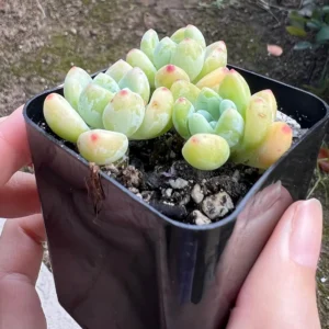 Sedum Clavatum Live Plant – Tiscalatengo Gorge Succulent – 2.5'' Pot - Image 3