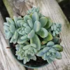 Sedum Clavatum Live Succulent Plant – Blue-Green, Easy Care, Up to 8 Inches - Image 1