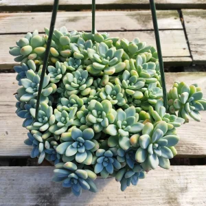 Sedum Clavatum Live Succulent Plant – Blue-Green, Easy Care, Up to 8 Inches - Image 2