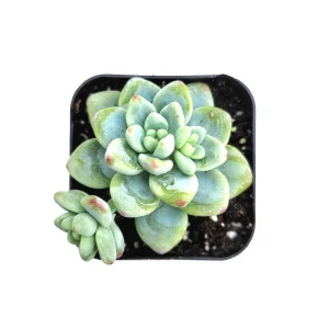 Sedum Clavatum Live Succulent Plant – Blue-Green, Easy Care, Up to 8 Inches - Image 4