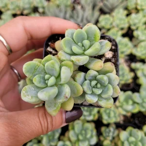 Sedum Clavatum Live Succulent Plant – Blue-Green, Easy Care, Up to 8 Inches - Image 6