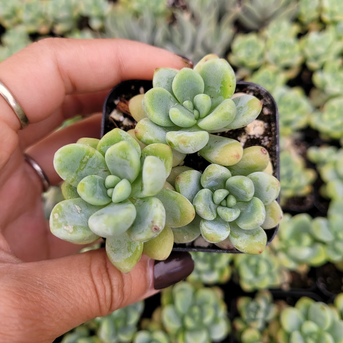 Sedum Clavatum Live Succulent Plant – Blue-Green, Easy Care, Up to 8 Inches - Image 6