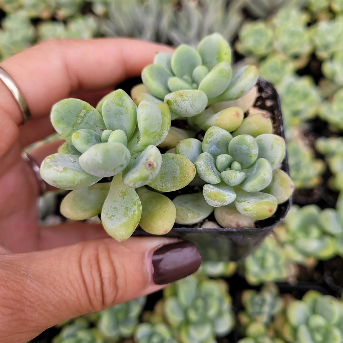 Sedum Clavatum Live Succulent Plant – Blue-Green, Easy Care, Up to 8 Inches - Image 7