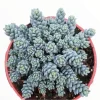 Sedum dasyphyllum 'Himalayan Skies' Live Succulent Plant - Blue-Green Foliage - Image 1