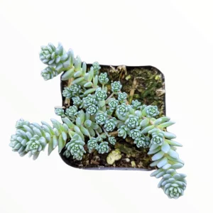 Sedum dasyphyllum 'Himalayan Skies' Live Succulent Plant - Blue-Green Foliage - Image 3
