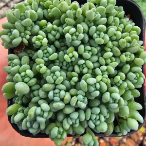 Sedum Dasyphyllum Live Plant – Stonecrop Succulent – 2 inch Pot - Image 2