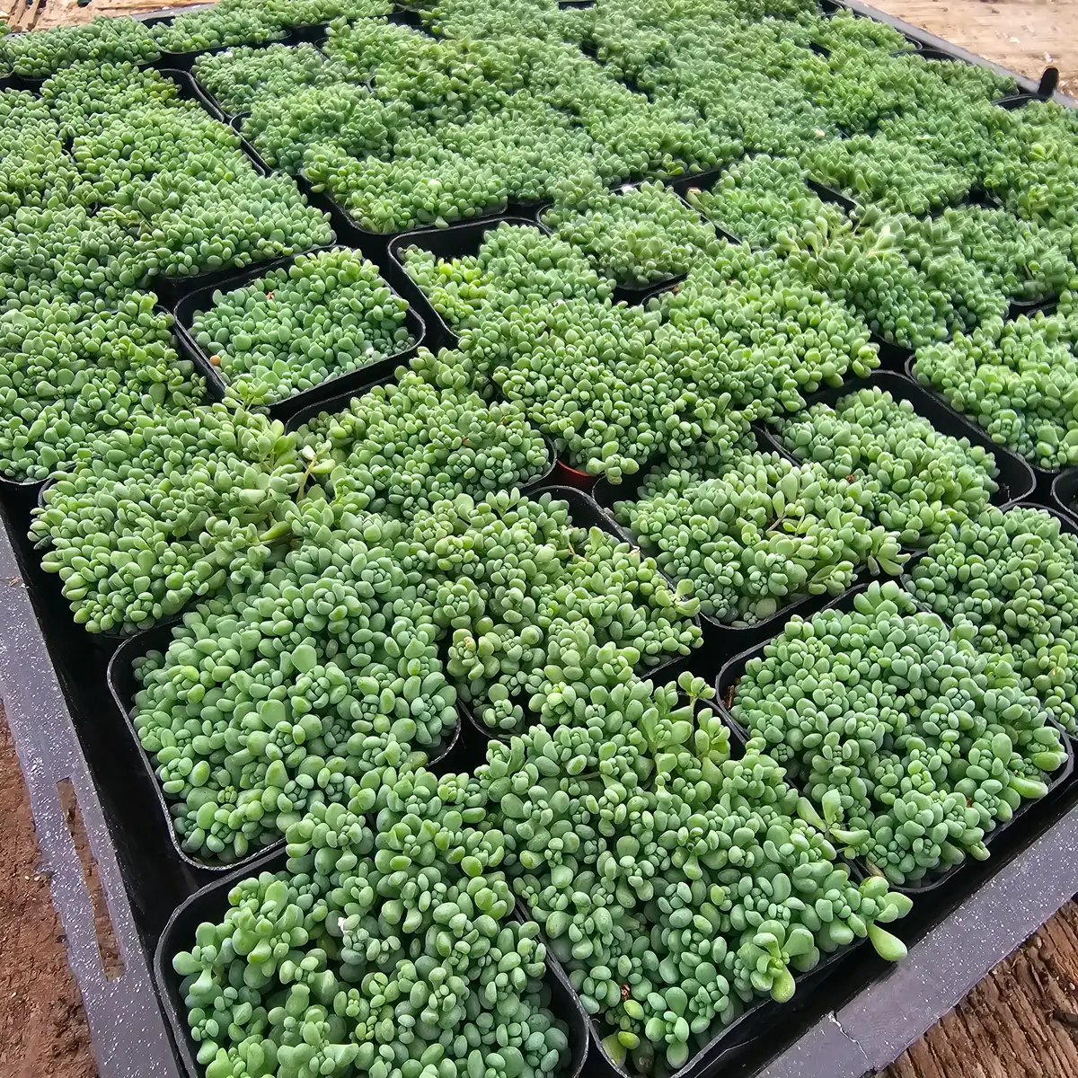 Sedum Dasyphyllum Live Plant – Stonecrop Succulent – 2 inch Pot - Image 3