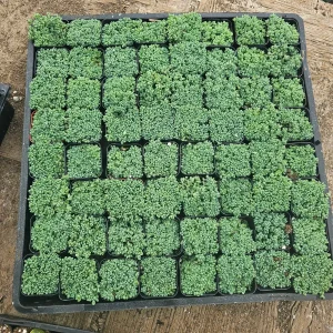Sedum Dasyphyllum Live Plant – Stonecrop Succulent – 2 inch Pot - Image 4