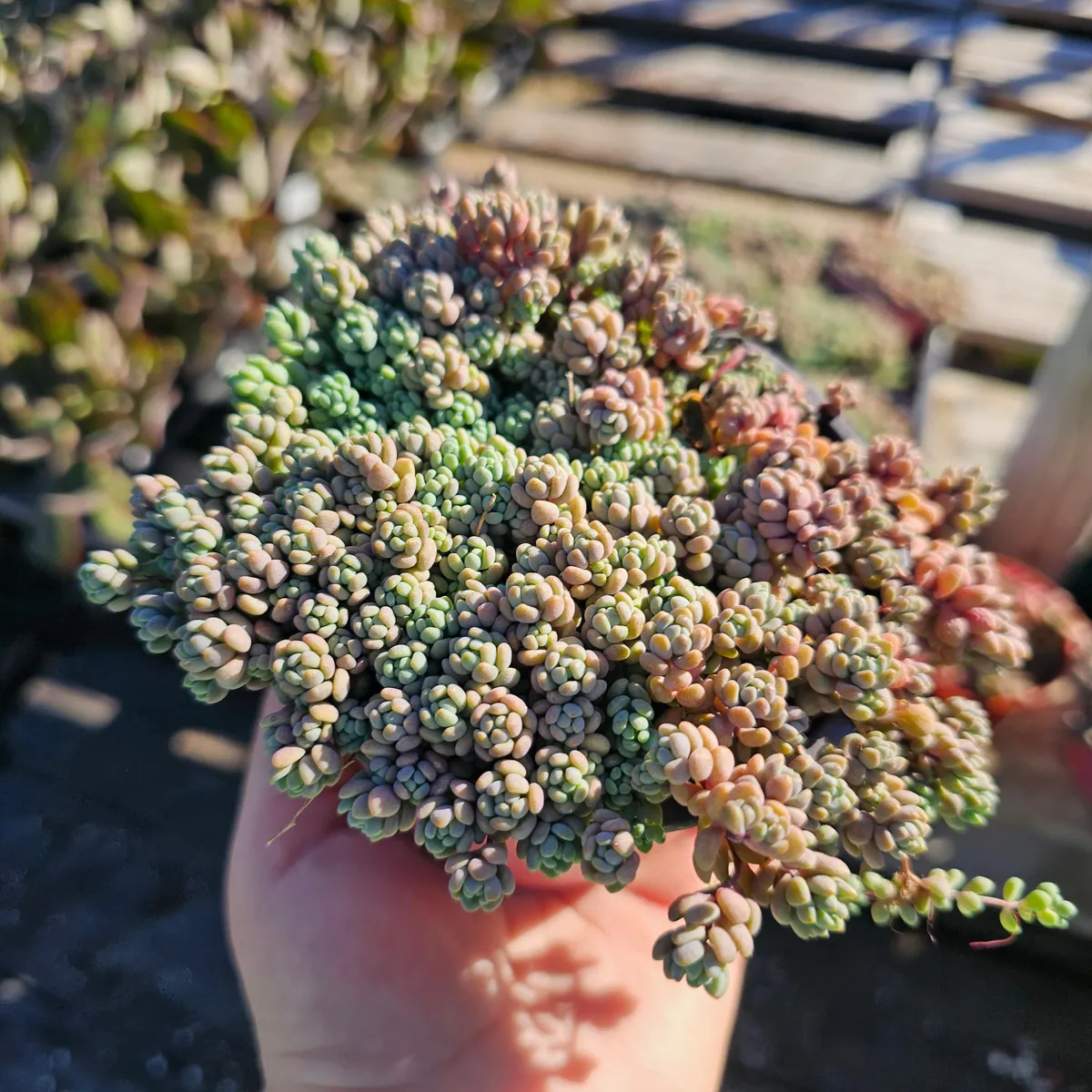 Sedum Dasyphyllum Live Plant – Stonecrop Succulent – 2 inch Pot - Image 7