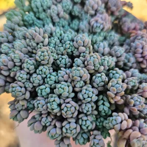 Sedum Dasyphyllum Live Plant – Stonecrop Succulent – 2 inch Pot - Image 9