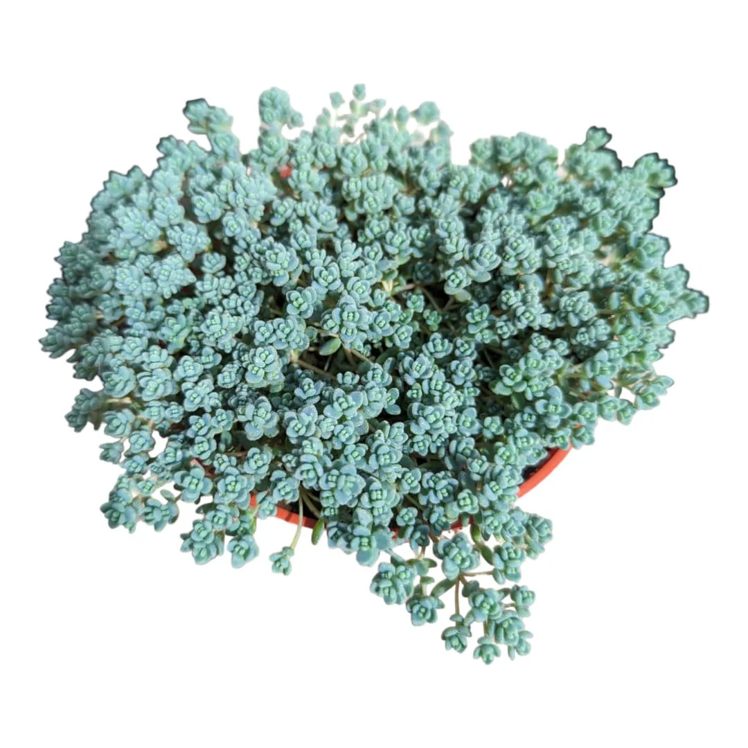 Sedum dasyphyllum Minor Succulent Live Plant – Miniature Blue-Green Foliage - Image 3
