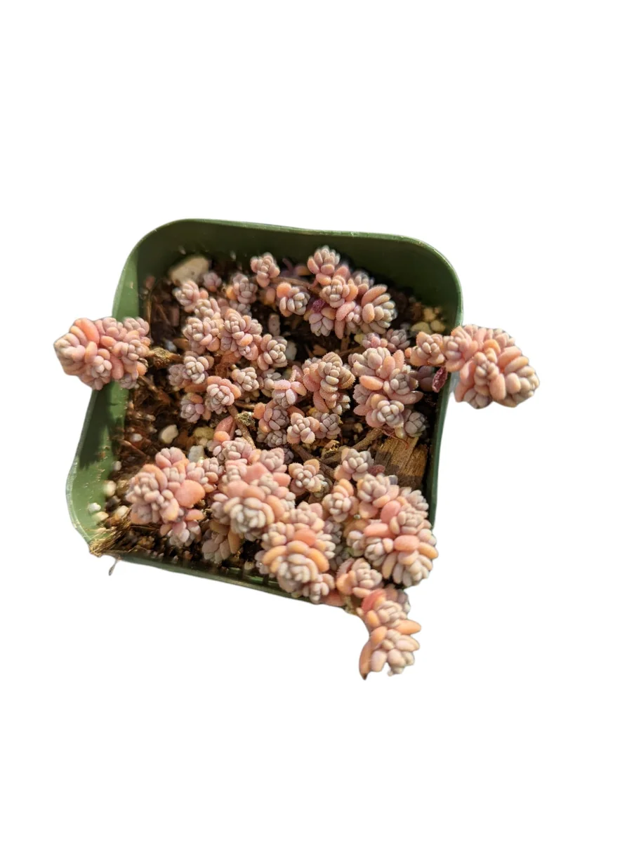 Sedum dasyphyllum Minor Succulent Live Plant – Miniature Blue-Green Foliage - Image 1