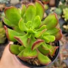 Sedum dendroideum Tree Stonecrop Succulent Plant - Easy Care Live Plant - Image 1