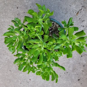 Sedum dendroideum Tree Stonecrop Succulent Plant - Easy Care Live Plant - Image 7