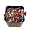 Sedum 'Dragon's Blood' Live Succulent Plant - Easy Care Stonecrop - Image 1