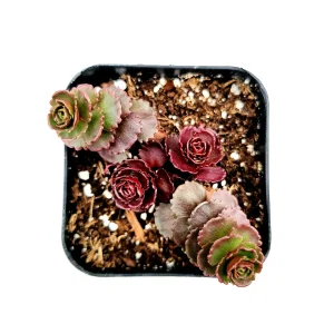 Sedum 'Dragon's Blood' Live Succulent Plant - Easy Care Stonecrop - Image 2