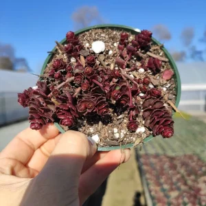 Sedum 'Dragon's Blood' Live Succulent Plant - Easy Care Stonecrop - Image 6